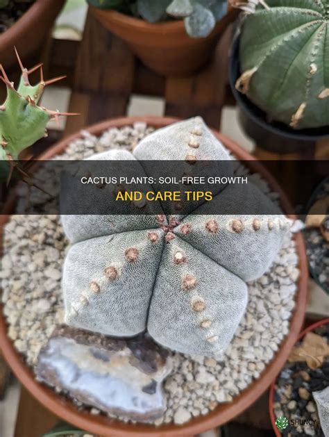 Cactus Plants: Soil-Free Growth And Care Tips | ShunCy