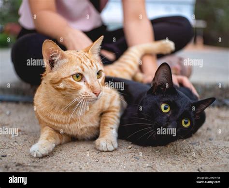Orange and black cats are sleeping together Stock Photo - Alamy