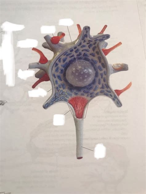 Multipolar Neuron Model 的图像结果