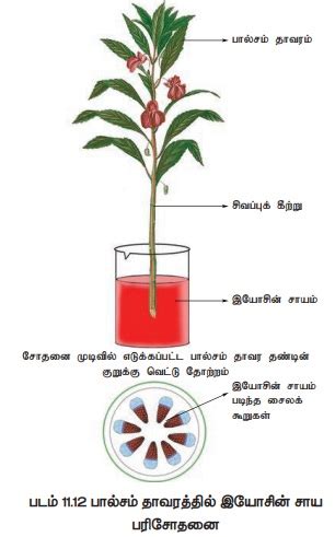சாறேற்றம் | Ascent of Sap | in Tamil