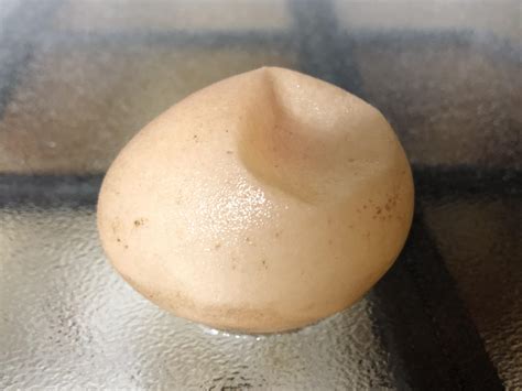 Image result for Egg without Shell Chicks