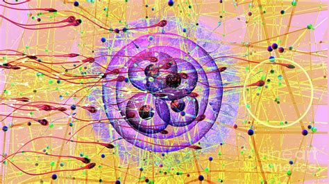 Image result for Human Fertilisation