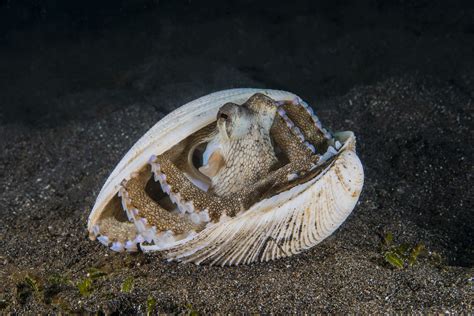 Octopus Eating A Shell