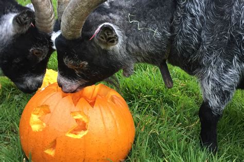 Can Goats Eat Pumpkins? Yay or Nay? - Animal Hype