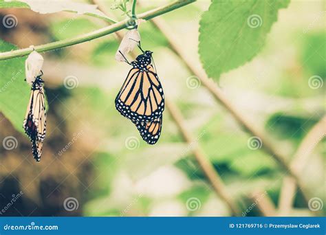 Hanging Butterflies and Cocoons Stock Photo - Image of colorful, lovely ...