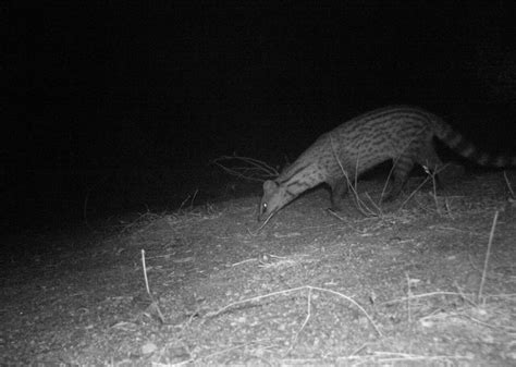 In our love for the tiger, are we losing the soul of the Deccan ...