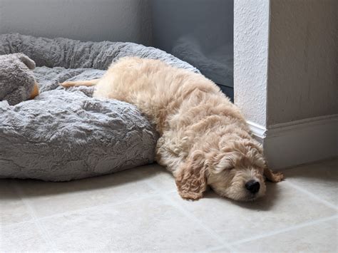 Image result for Ball Python Cuddling