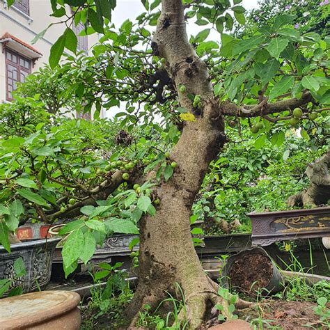 Cây Sung nếp ăn quả - Cách chăm sóc đúng cách và ý nghĩa trong phong thủy