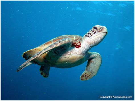 How Does A Sea Turtle Protect Itself From Predators at Timothy Mitchell blog