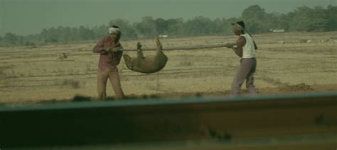 ‘Kill a man or two more, but dare not kill the pig’: tales from Bikas ...