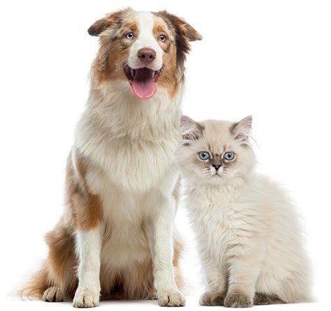 Home - Meadowbrook Veterinary Clinic of Peoria, P.C.