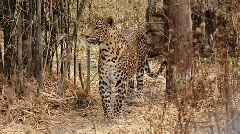 Why Junnar safari will give 35 leopards better life - Hindustan Times