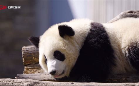中国大熊猫起名有讲究 名字释放出政治信息(图)-搜狐新闻