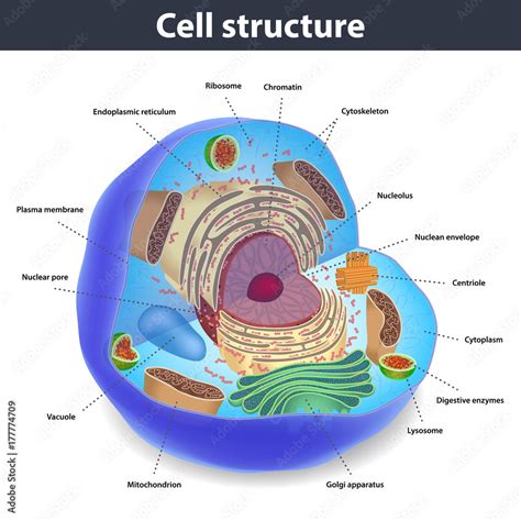 Human Cell Structure 的图像结果