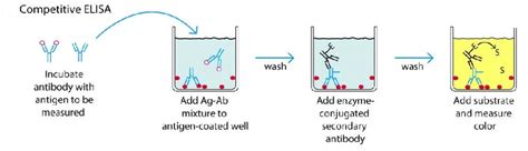 Image result for Elisa Process