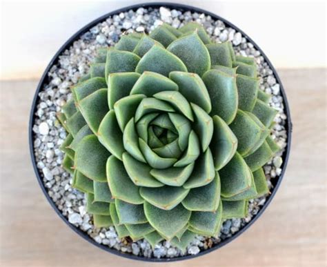 Live Root Echeveria ‘Green Gollum’ Succulent plants |Indoor Plant ...