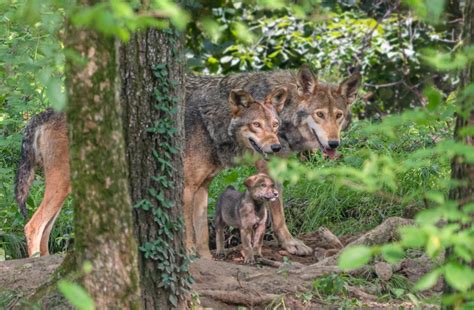 Endangered Wolf Center, Eureka, MO: Information, Tickets and Reviews