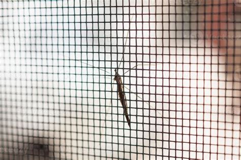 Image result for How to Make Insect Screen