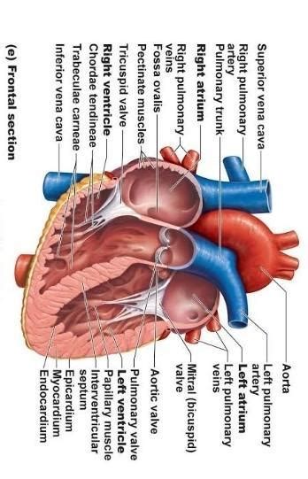 label the part of the heart pls help - Brainly.in