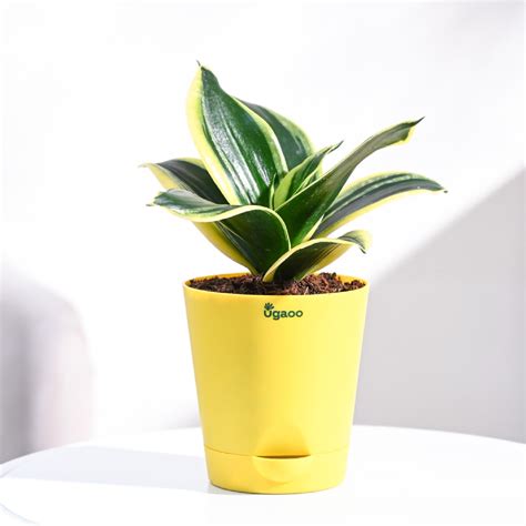 UGAOO Peperomia Green Live Plant With Grow Pot : Amazon.in: Garden ...