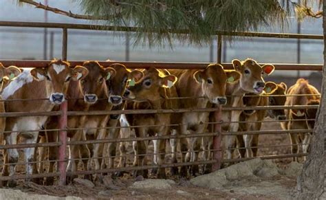 Karnataka: Mob thrashes India Today journalist for reporting about ...