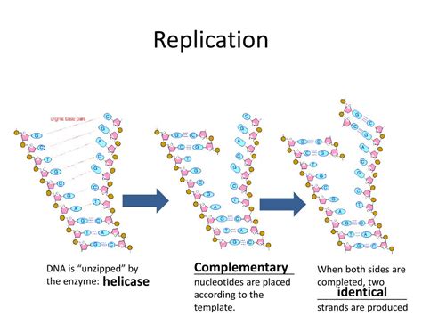 Image result for DNA Replication Complementary Strand