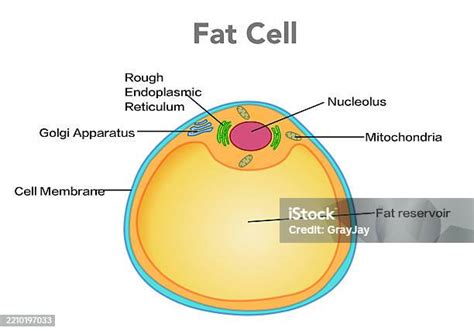 Fat Cell Structure 的图像结果