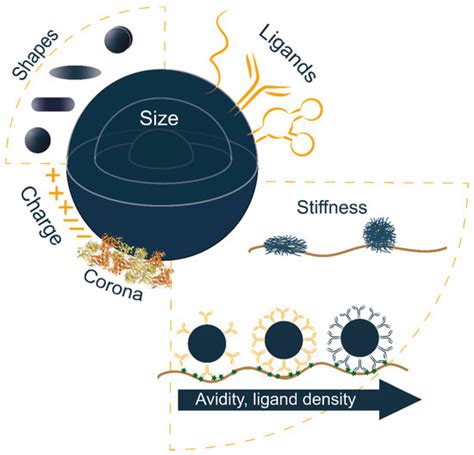 Polymeric Nanoparticles Properties and Brain Delivery