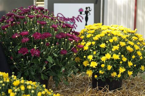 How Do You Take Care Of Mums | Storables