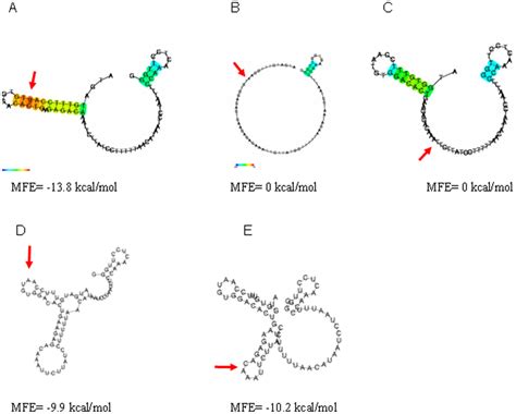 RNA Structure Drawing 的图像结果
