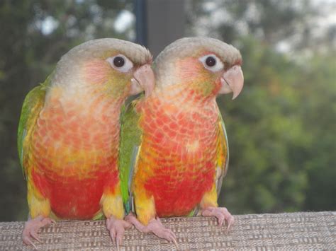 Young Pineapple Green Cheek Conure at Ivette Frankel blog
