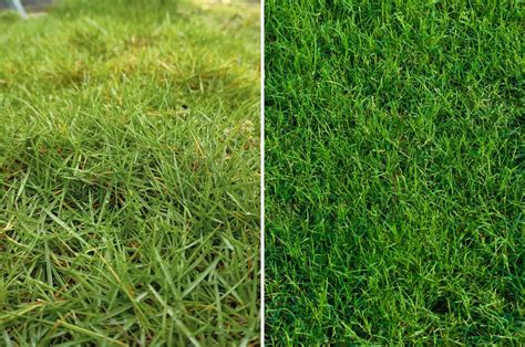 Zoysia Grass Seed Vs Bermuda at Linda Durham blog