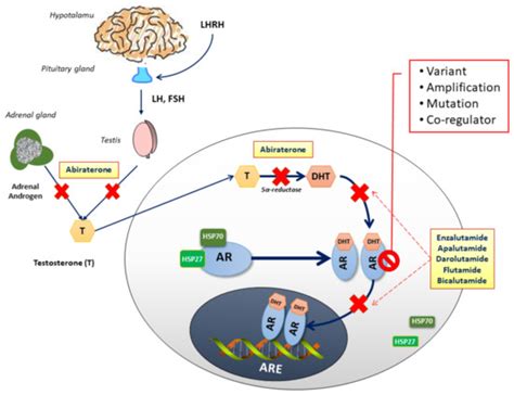 New Prognostic Biomarkers in Metastatic Castration-Resistant Prostate ...