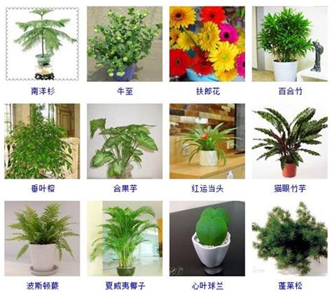 室内盆栽植物图片及名称 _排行榜大全