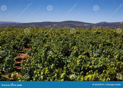 View of Vineyards in the Spanish Countryside Stock Image - Image of ...