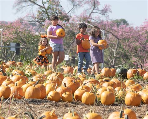 Cal Poly Pomona Pumpkin Festival Opens Oct. 4