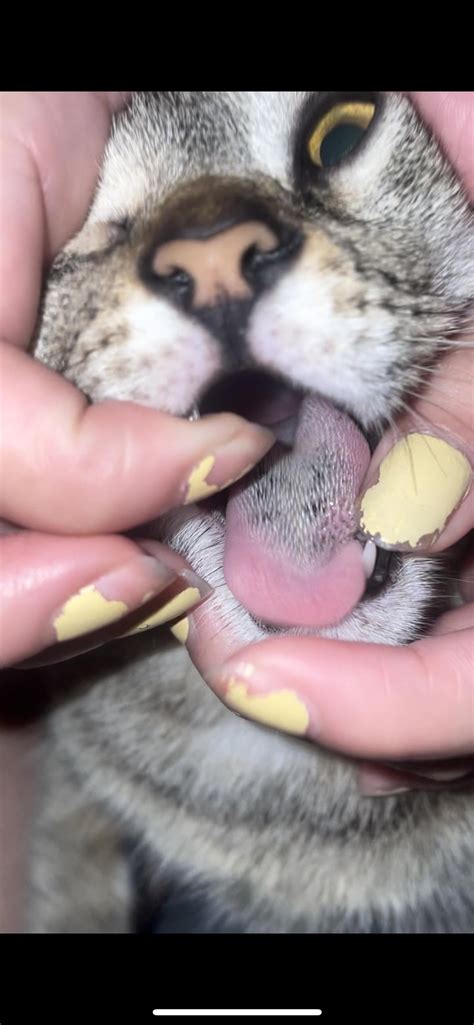 black spots on cats tongue : r/vet