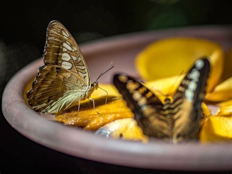 Image result for Table Leg Butterfly