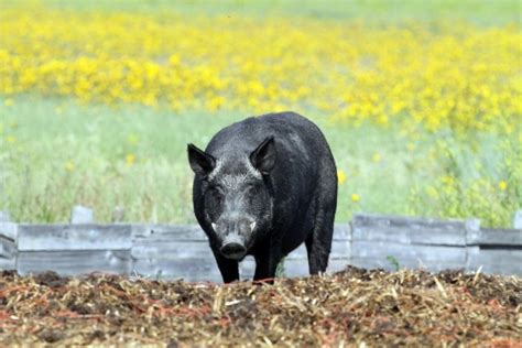 加拿大“超级猪”失控入侵美国 被称最具侵略性动物 - 人在温哥华网 VanPeople.com