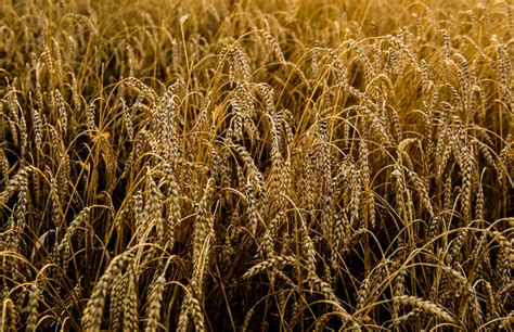 全球小麦市场价格大多上涨，因为美国冬小麦作物状况糟糕，单产和产量潜力下滑，黑海、澳大利亚和欧盟部分地区天气令人担忧。不过全球小麦供应依然庞大 ...