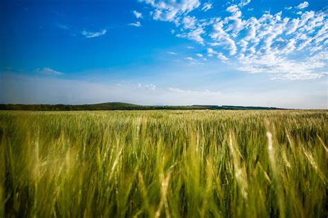 Image result for Python Sky Field