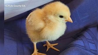 Image result for Baby Chick Easter Egg