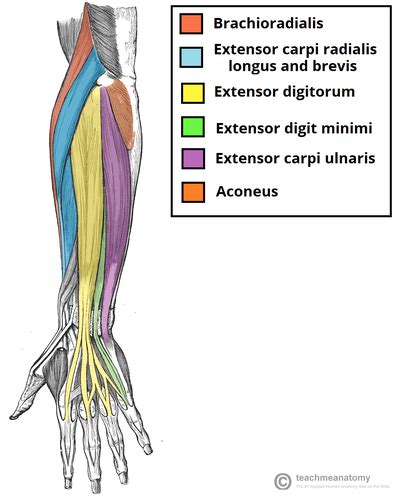 Image result for Contralateral Forearm