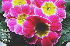 frasi e fiori fiori frasi una primula non fa primavera was frasi e fiori fiori frasi una primula non fa primavera was