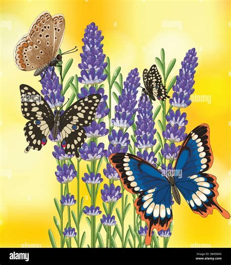 Colorful butterflies flutter around lavender blooms against a bright yellow background ...