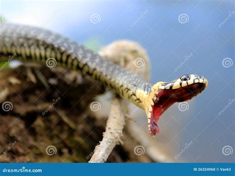 Natrix Natrix. Snake On A Rock. Stock Photography | CartoonDealer.com ...