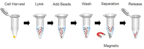 DNA RNA Extraction Process 的图像结果