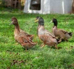 Integrated Farming Indian Runner Ducklings Manufacturer, Supplier from ...