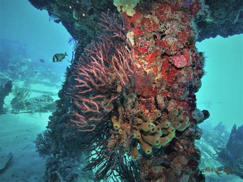 TARPOON LAGOON DIVE CENTER (2026) All You Need to Know BEFORE You Go ...