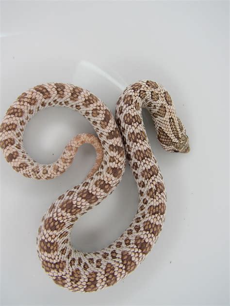 Super Arctic Toffee (Pink Punch) Western Hognose by J&C Hognoses, LLC ...